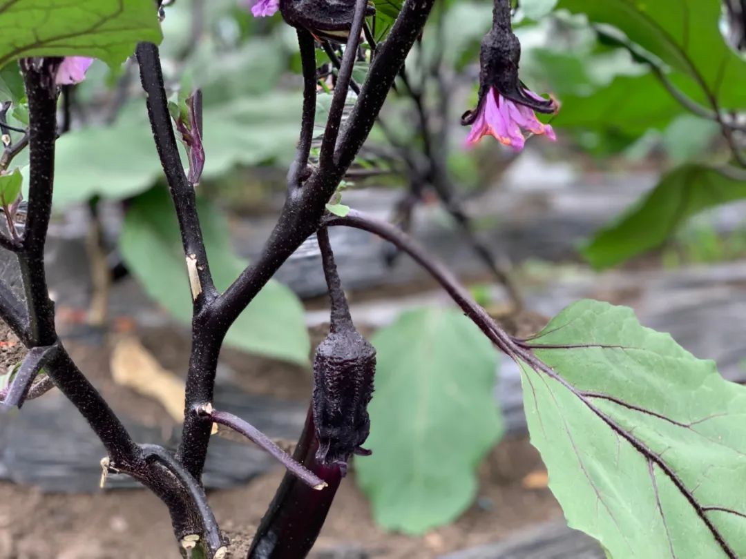 富硒蔬菜种植公司(蔬菜种植富硒公司怎么样)-硒宝网