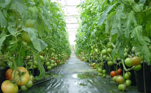 富硒蔬菜种植公司(蔬菜种植富硒公司怎么样)-硒宝网