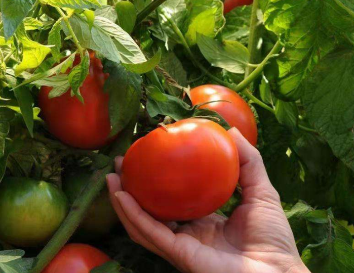 富硒蔬菜种植公司(蔬菜种植富硒公司怎么样)-硒宝网