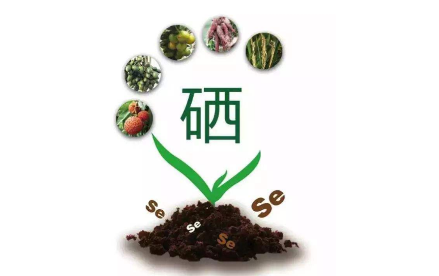 富硒蔬菜种植公司(蔬菜种植富硒公司怎么样)-硒宝网