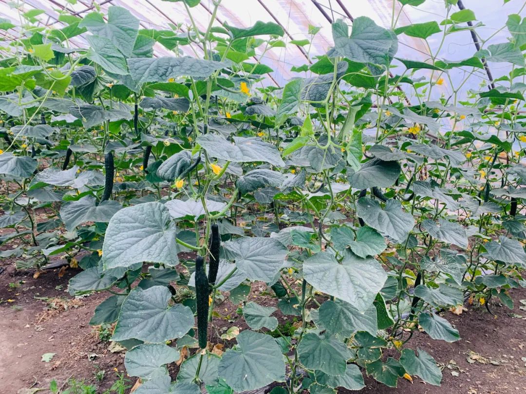 富硒蔬菜种植公司(蔬菜种植富硒公司怎么样)-硒宝网