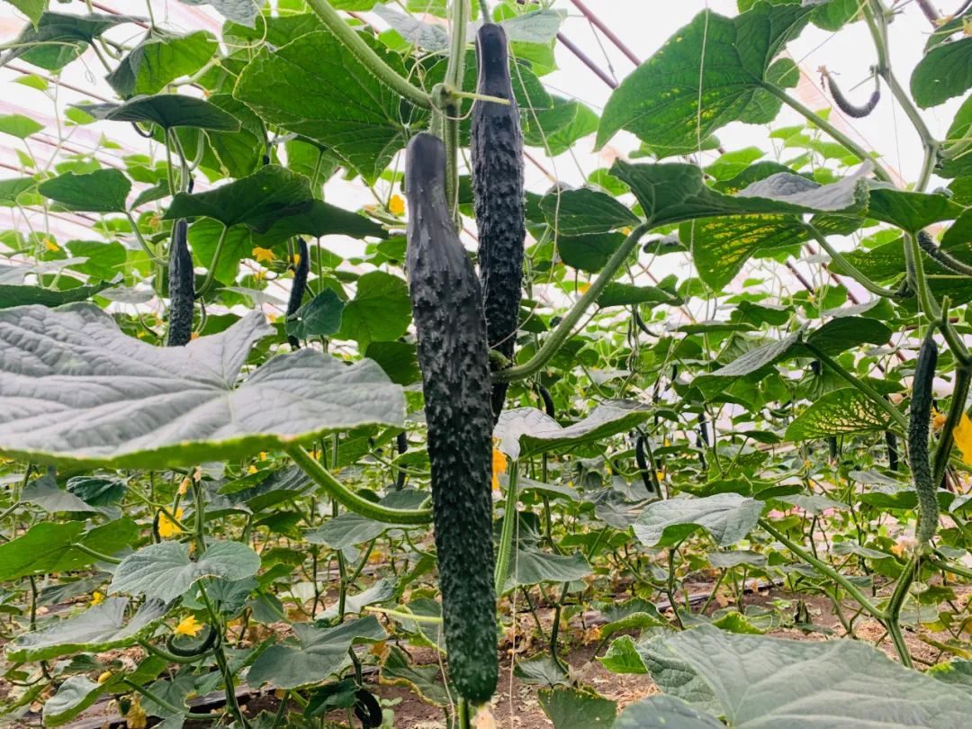 富硒蔬菜种植公司(蔬菜种植富硒公司怎么样)-硒宝网