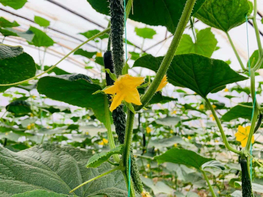 富硒蔬菜种植公司(蔬菜种植富硒公司怎么样)-硒宝网