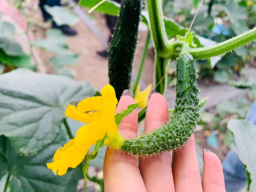 富硒蔬菜种植公司(蔬菜种植富硒公司怎么样)-硒宝网