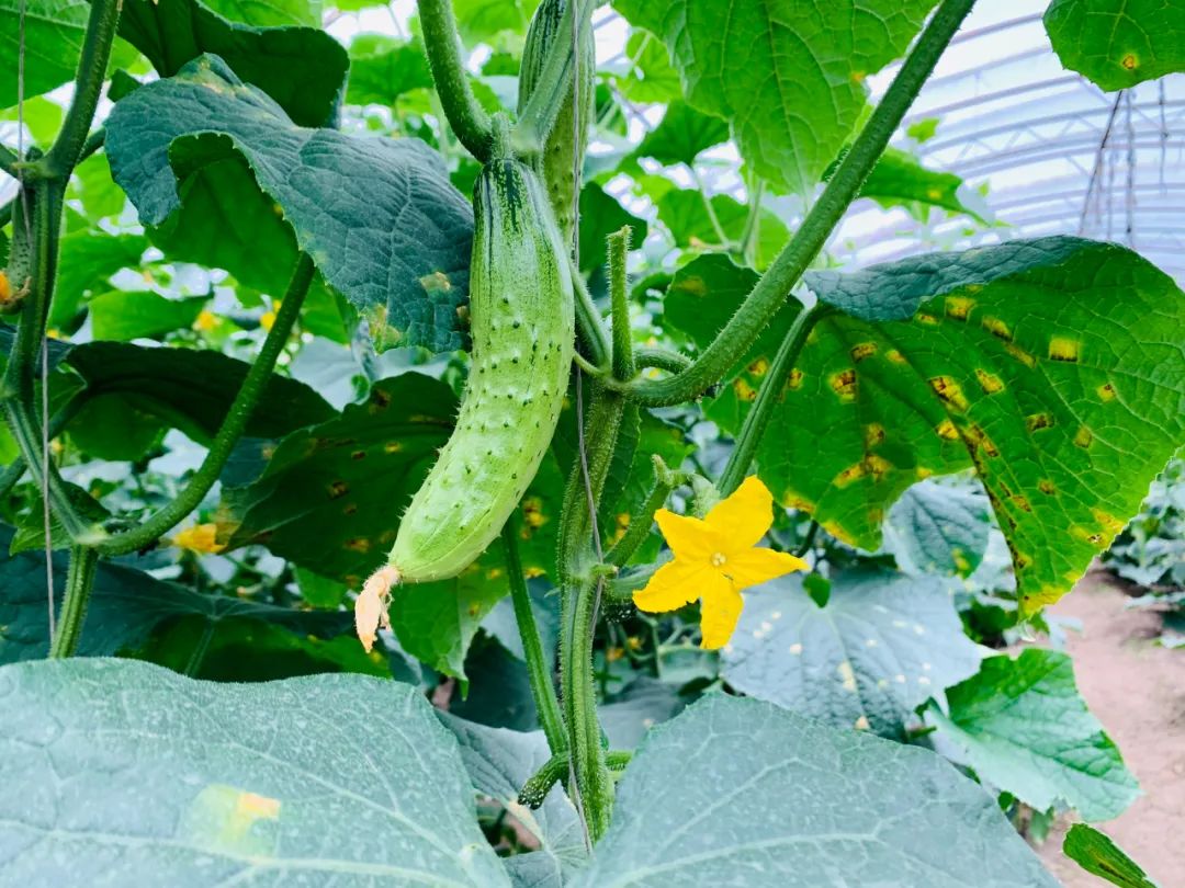 富硒蔬菜种植公司(蔬菜种植富硒公司怎么样)-硒宝网