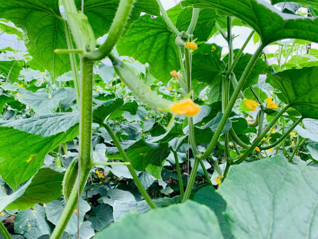 富硒蔬菜种植公司(蔬菜种植富硒公司怎么样)-硒宝网