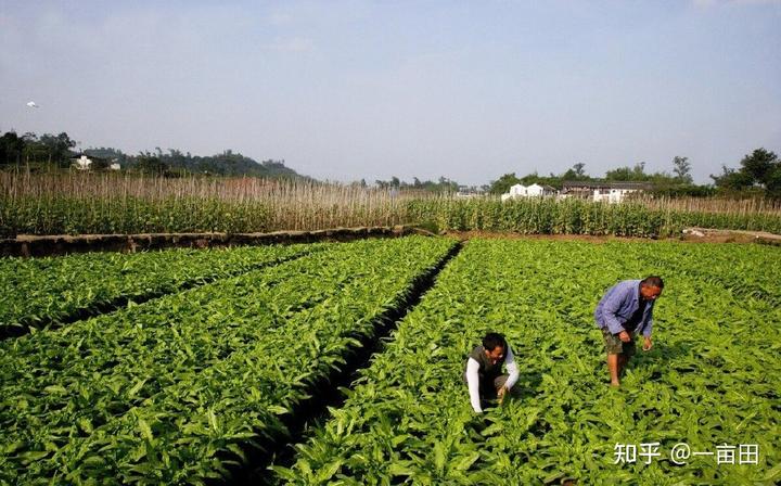 眉山富硒蔬菜基地(四川眉山蔬菜基地在哪里)-硒宝网