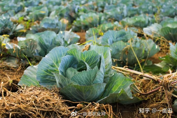 眉山富硒蔬菜基地(四川眉山蔬菜基地在哪里)-硒宝网