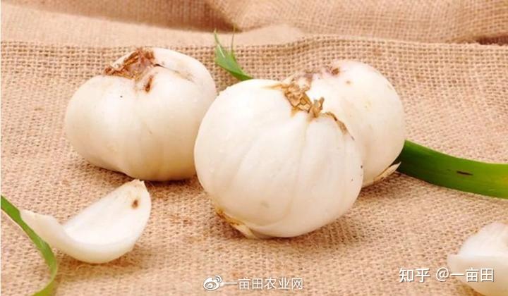 眉山富硒蔬菜基地(四川眉山蔬菜基地在哪里)-硒宝网