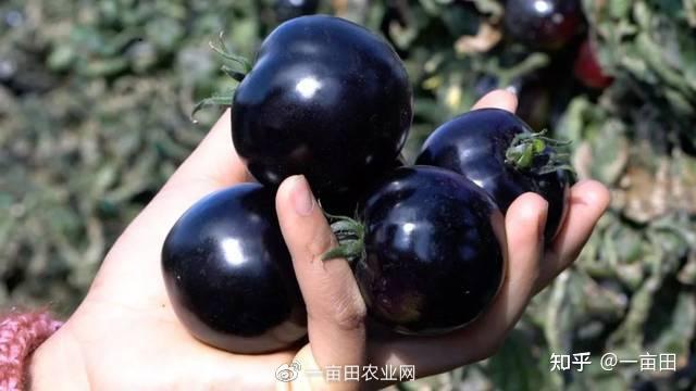 眉山富硒蔬菜基地(四川眉山蔬菜基地在哪里)-硒宝网