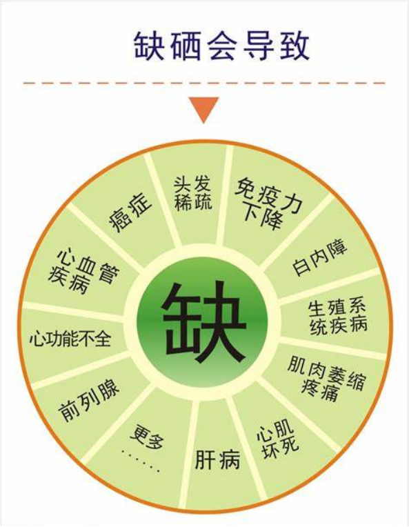 吃富硒蔬菜的好处(硒对蔬菜的作用)-硒宝网