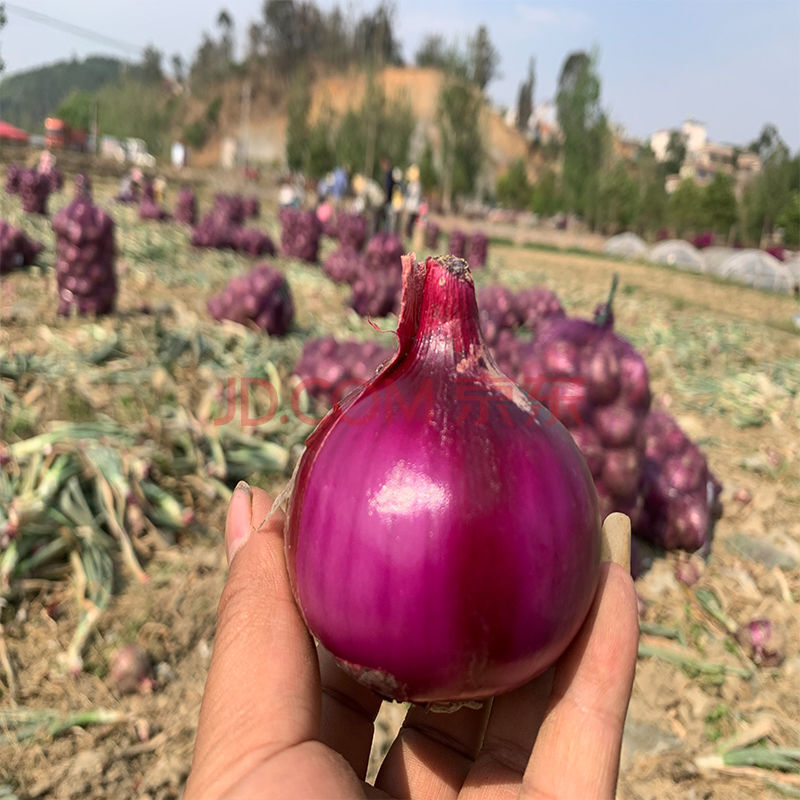 富硒蔬菜的标准值(富硒蔬菜的国家标准值)-硒宝网