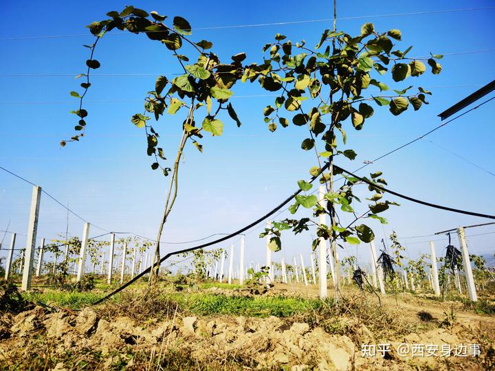 石城富硒蔬菜基地(万亩富硒蔬菜基地)-硒宝网