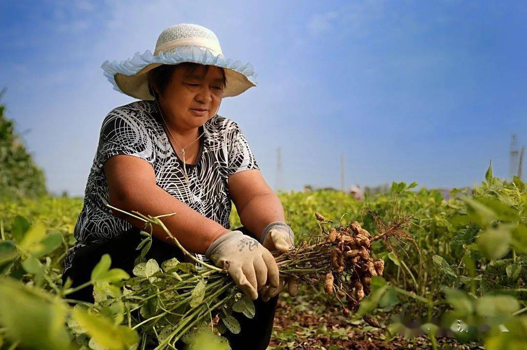 富硒蔬菜种植收益（怎么种植富硒蔬菜）-硒宝网