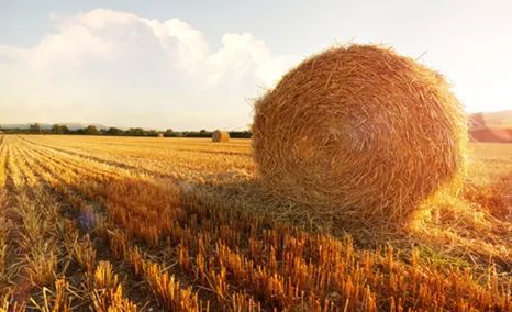 淄博富硒蔬菜价格（淄博最大蔬菜批发市场）-硒宝网