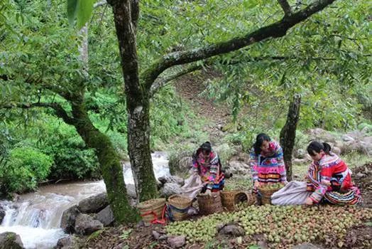 杭州富硒蔬菜基地(富阳蔬菜基地)-硒宝网