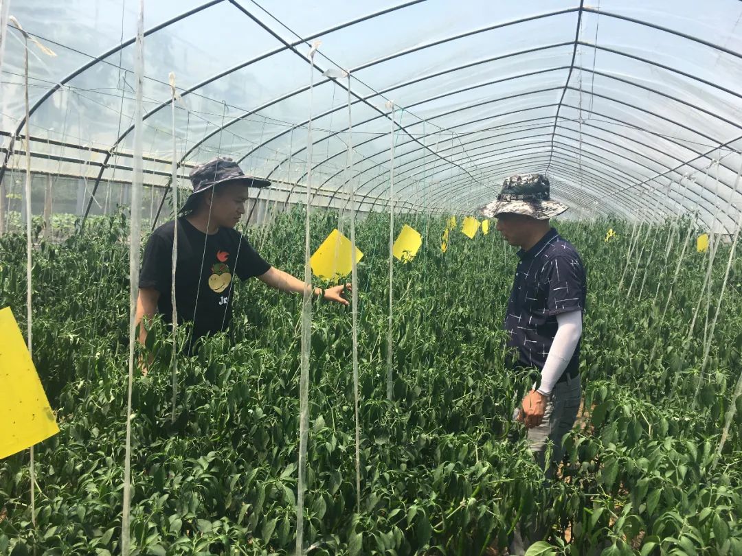 富硒蔬菜种植示范(蔬菜示范种植富硒土壤)-硒宝网