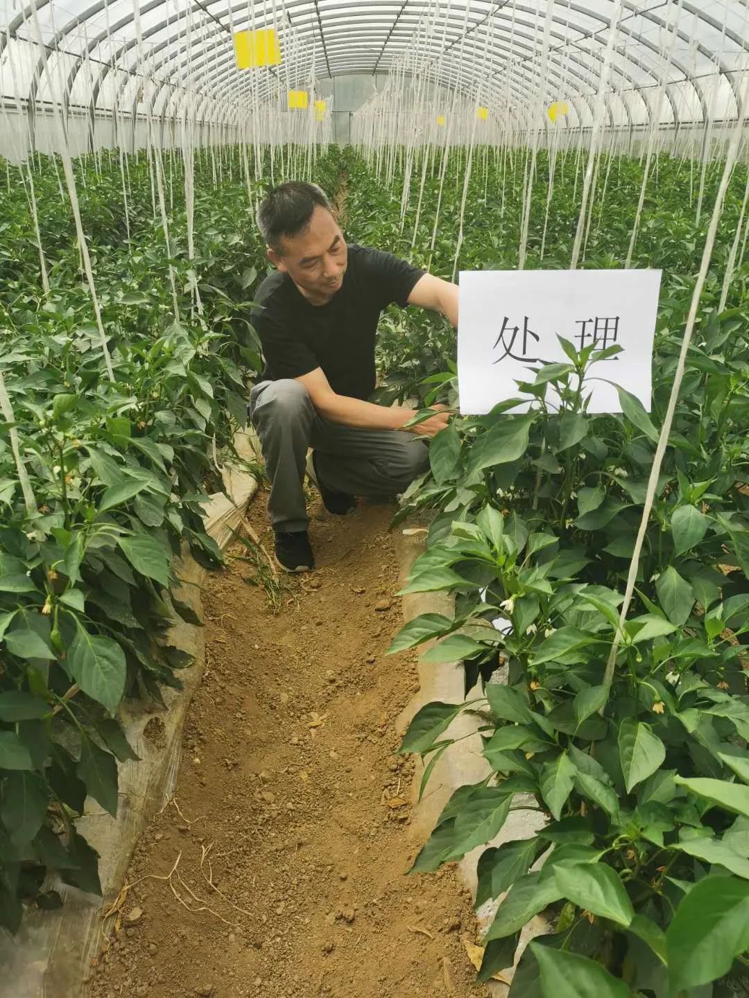 富硒蔬菜种植示范(蔬菜示范种植富硒土壤)-硒宝网