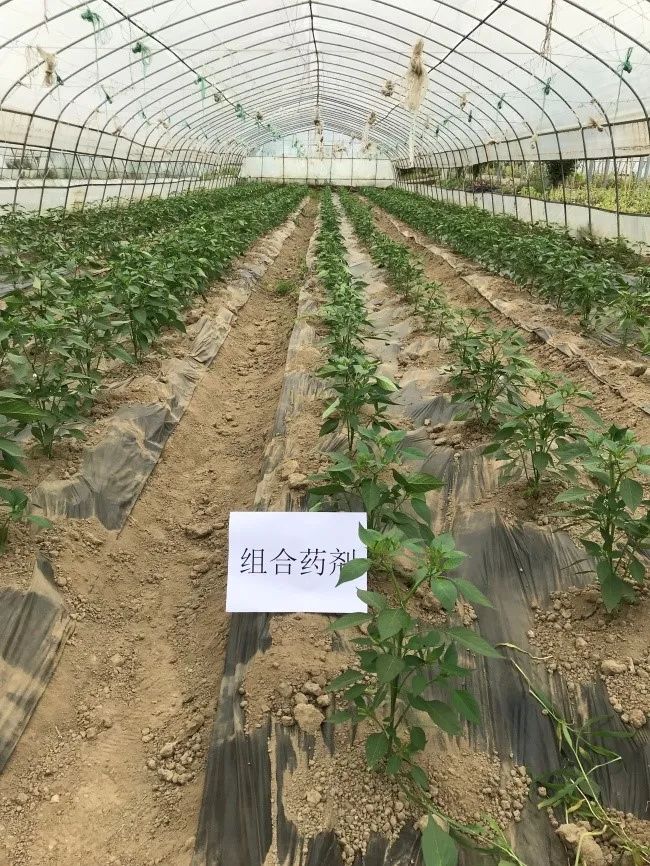 富硒蔬菜种植示范(蔬菜示范种植富硒土壤)-硒宝网