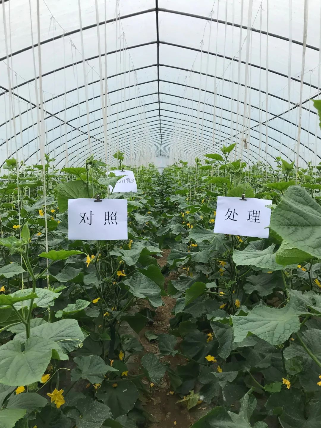 富硒蔬菜种植示范(蔬菜示范种植富硒土壤)-硒宝网