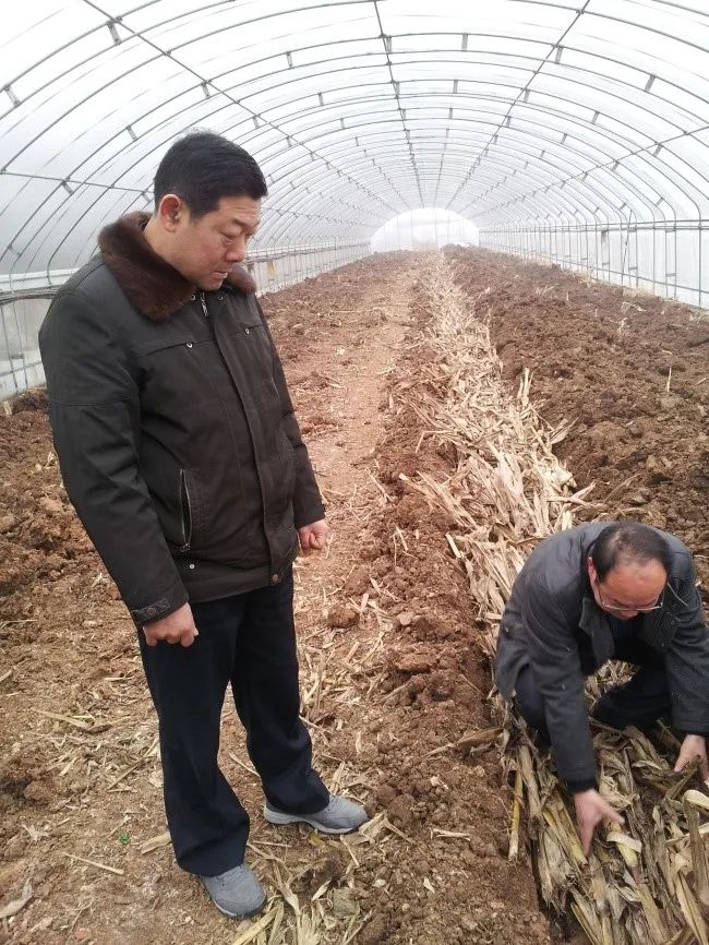 富硒蔬菜种植示范(蔬菜示范种植富硒土壤)-硒宝网