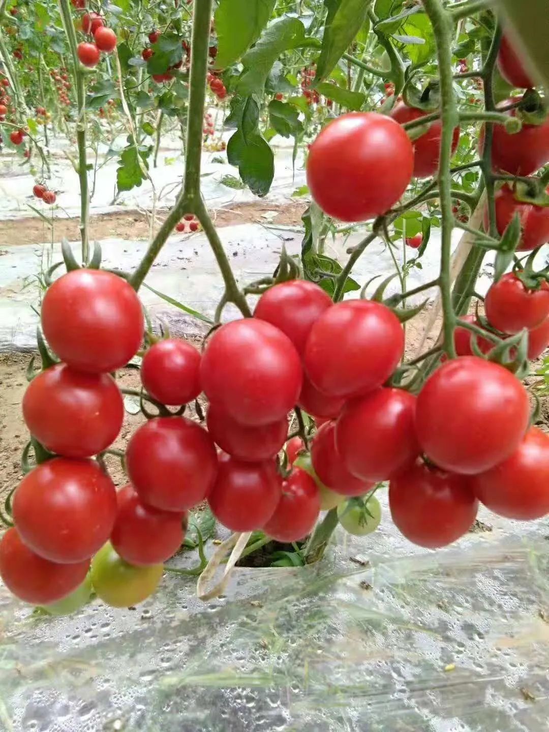 富硒蔬菜种植示范(蔬菜示范种植富硒土壤)-硒宝网