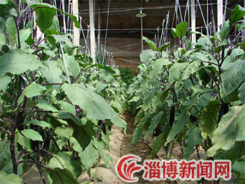 富硒绿色蔬菜产业(中国富硒蔬菜杂交)-硒宝网