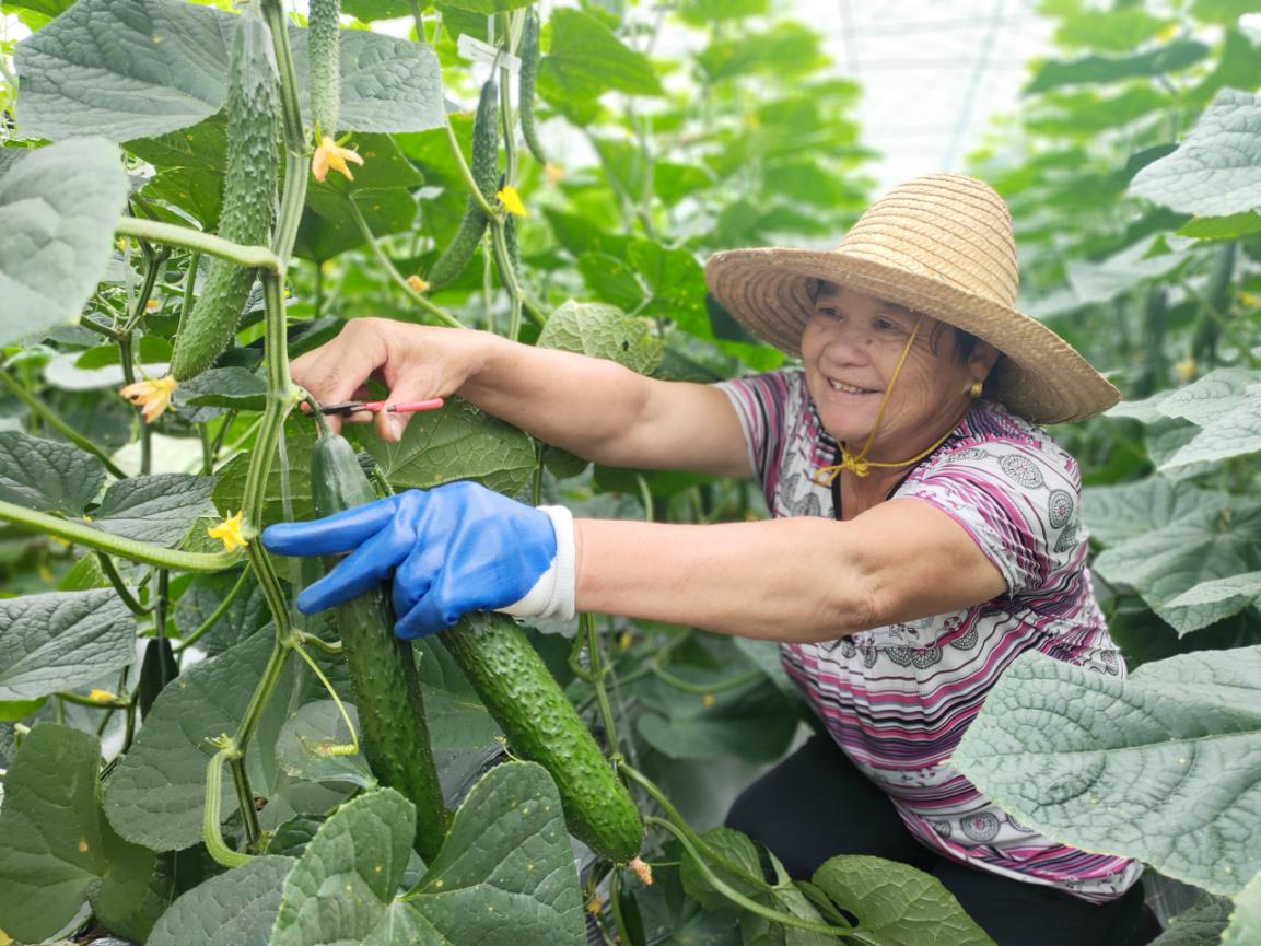 龙南富硒蔬菜基地(富硒蔬菜产业园)-硒宝网