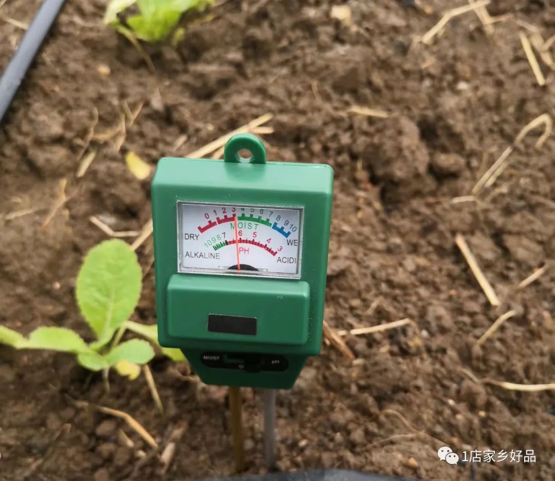 富硒蔬菜种植示范（富硒蔬菜的标准）-硒宝网