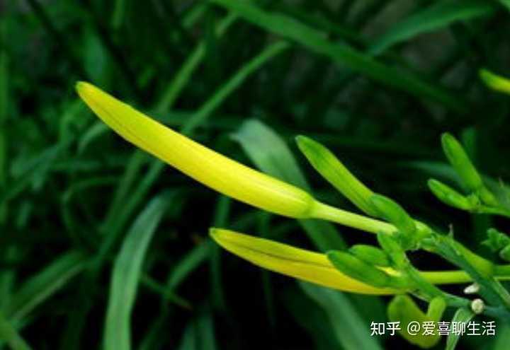 富硒水蔬菜有哪些(富硒蔬菜水果有哪些)-硒宝网