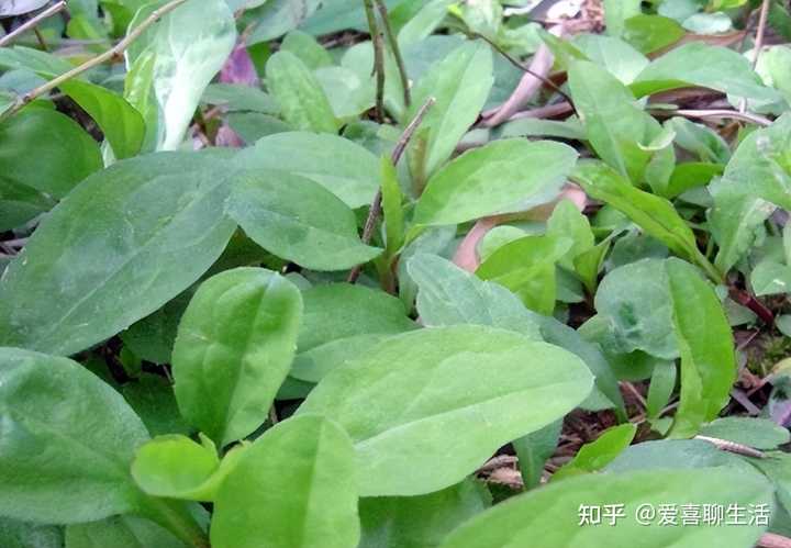 富硒水蔬菜有哪些(富硒蔬菜水果有哪些)-硒宝网