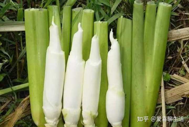 富硒水蔬菜有哪些(富硒蔬菜水果有哪些)-硒宝网