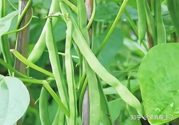 富硒水蔬菜有哪些(富硒蔬菜水果有哪些)-硒宝网