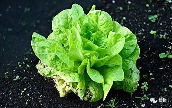 富硒蔬菜有莴笋没（莴笋含维c吗）-硒宝网