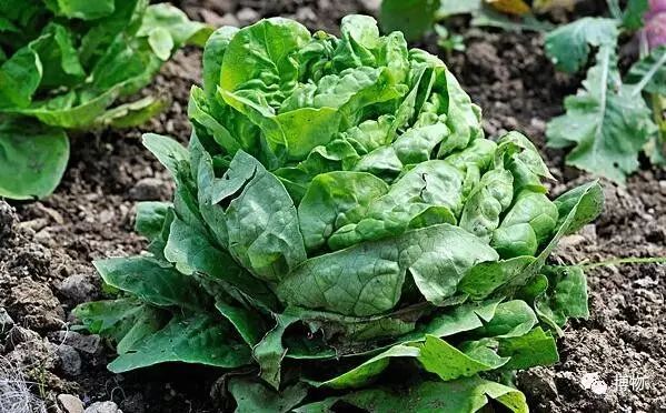 富硒蔬菜有莴笋没（莴笋含维c吗）-硒宝网