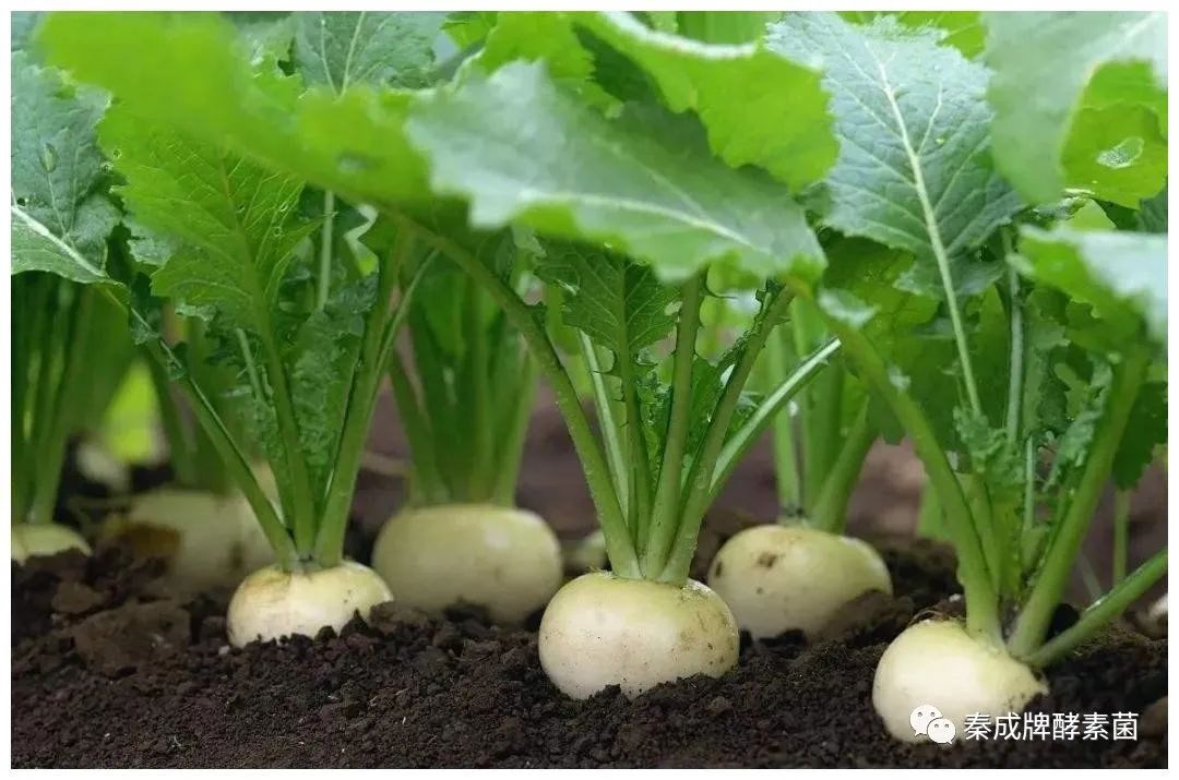 家庭种植富硒蔬菜(蔬菜种植家庭富硒方法)-硒宝网