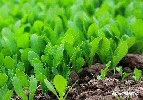 家庭种植富硒蔬菜(蔬菜种植家庭富硒方法)-硒宝网