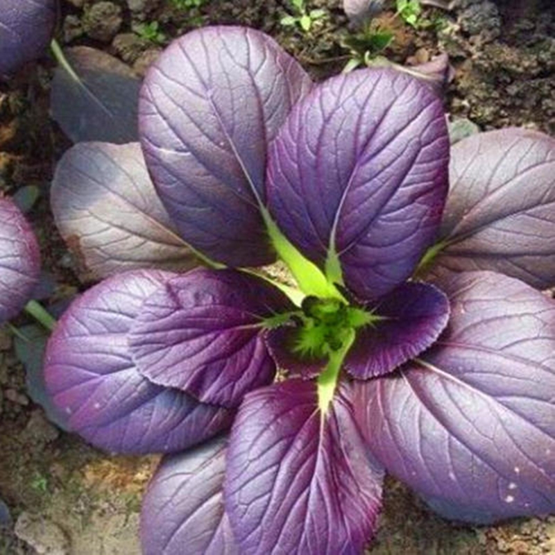 寿光富硒蔬菜价格(蔬菜寿光价格富硒多少钱)-硒宝网