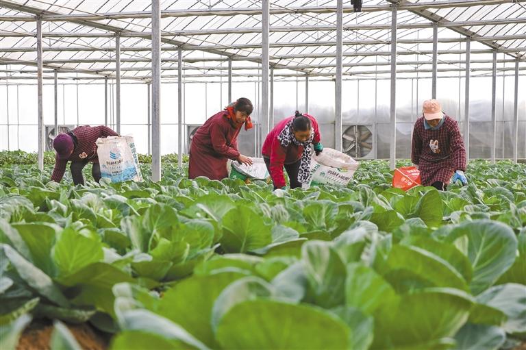 富硒蔬菜种植季节(蔬菜季节种植富硒可以吗)-硒宝网