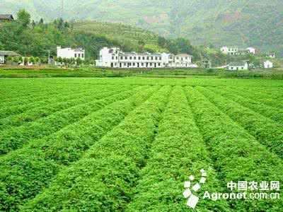 富硒新鲜蔬菜水果（富硒的水果蔬菜有哪些）-硒宝网