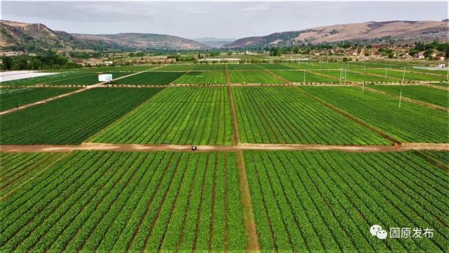 富硒蔬菜种植季节(富硒地种的菜真那么值钱吗)-硒宝网