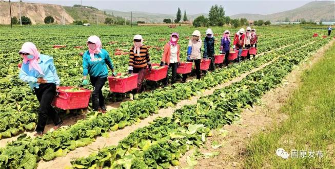 富硒蔬菜种植季节(富硒地种的菜真那么值钱吗)-硒宝网