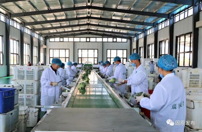 富硒蔬菜种植季节(富硒地种的菜真那么值钱吗)-硒宝网