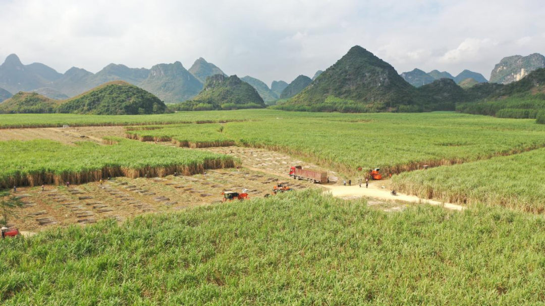 富硒蔬菜种植示范(怎么种植富硒蔬菜)-硒宝网