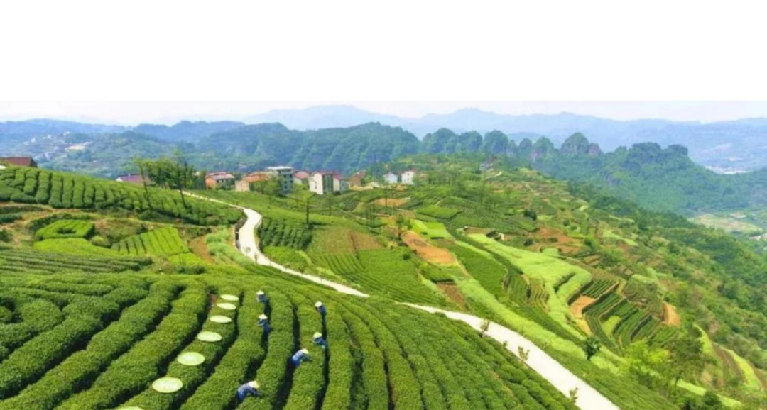 富硒蔬菜种植示范(怎么种植富硒蔬菜)-硒宝网