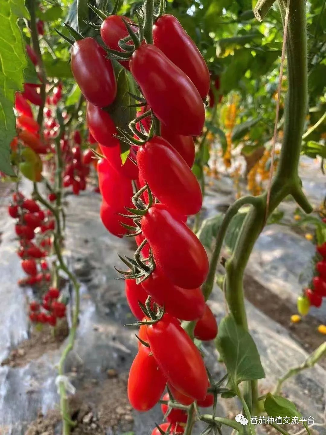 富硒蔬菜种植公司(富硒蔬菜种植技术)-硒宝网