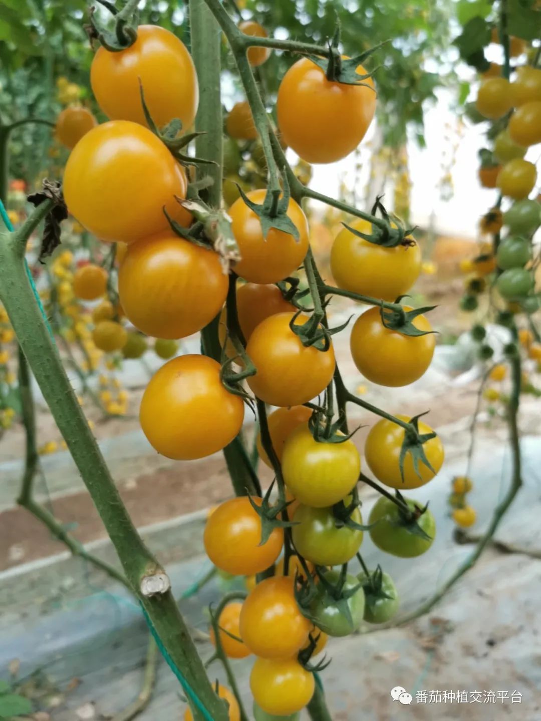 富硒蔬菜种植公司(富硒蔬菜种植技术)-硒宝网