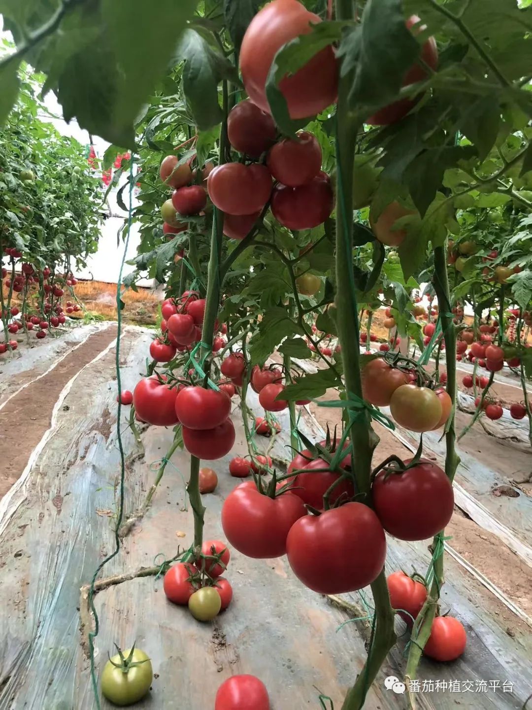 富硒蔬菜种植公司(富硒蔬菜种植技术)-硒宝网