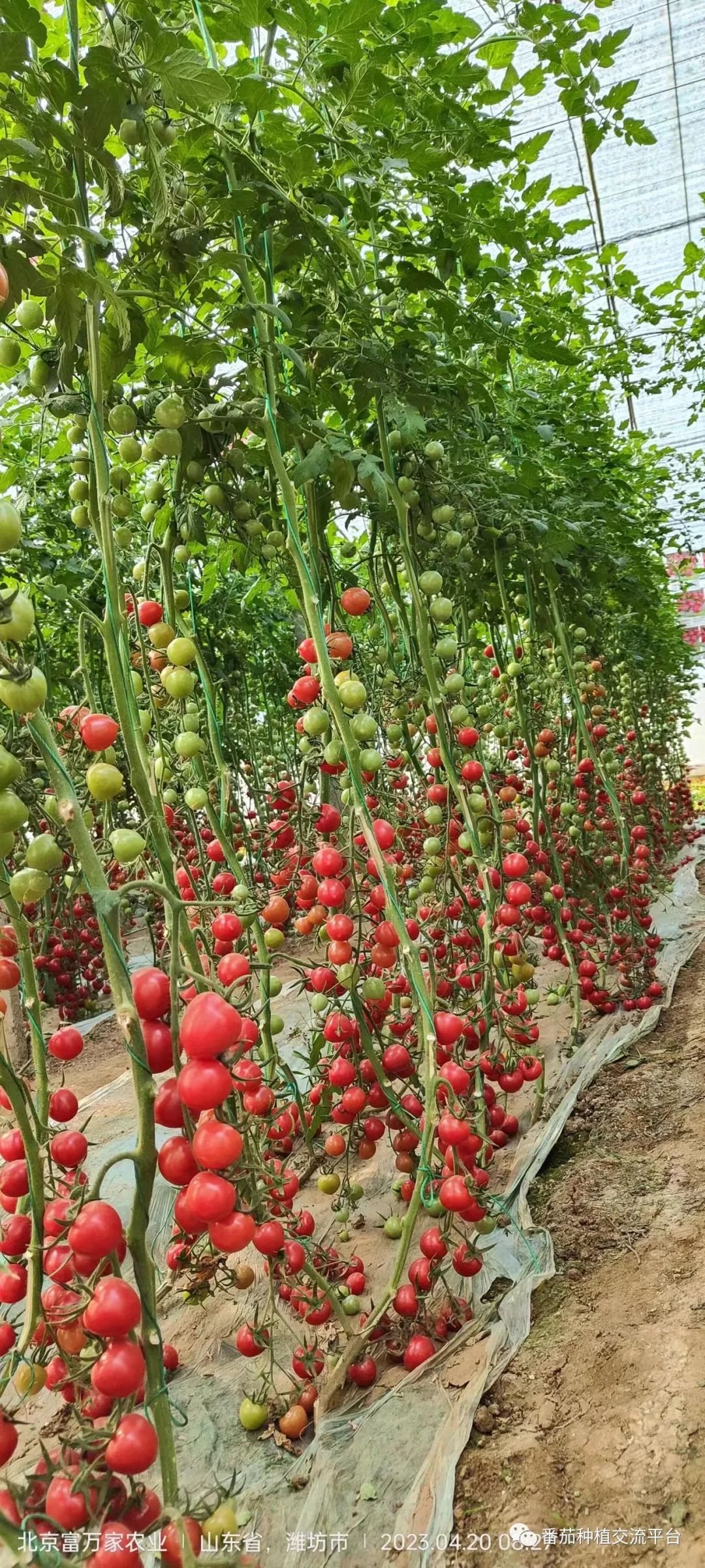 富硒蔬菜种植公司(富硒蔬菜种植技术)-硒宝网