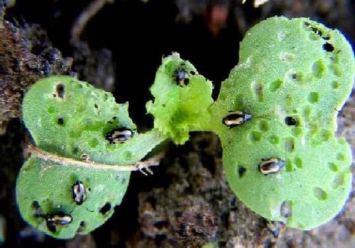 富硒蔬菜有哪些用（蔬菜富硒用有什么好处）-硒宝网